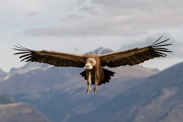 Framed Print : Eurasian griffon vulture (Gyps fulvus) landing with mountains behind, Pyrenees, northern Spain. February Framed Print : Eurasian griffon vulture (Gyps fulvus) landing with mountains behind, Pyrenees, northern Spain. February