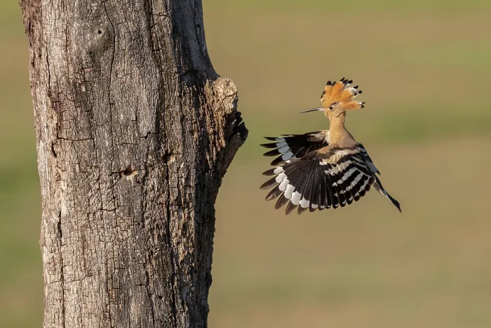 Framed Print : Eurasian hoopoe (Upupa epops) arriving at nest hole in tree trunk, Pusztaszer, Kiskunsagi National Park, Hungary. May