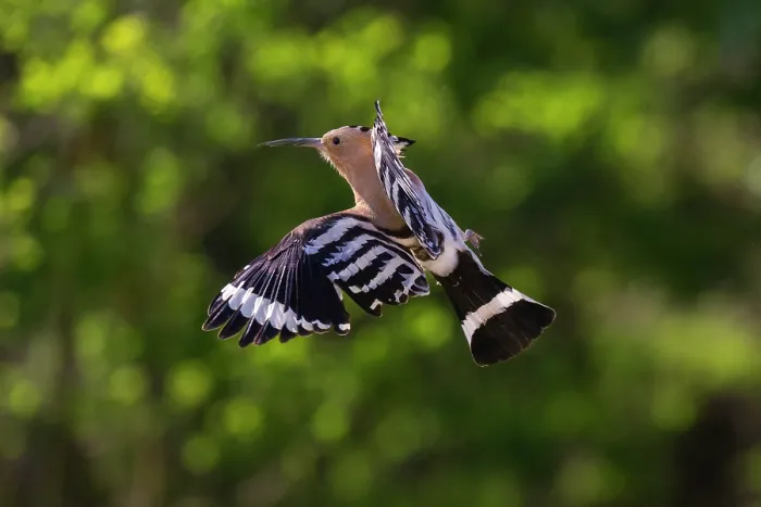 Framed Print : Eurasian hoopoe (Upupa epops) in flight, Pusztaszer, Kiskunsagi National Park, Hungary. May Framed Print : Eurasian hoopoe (Upupa epops) in flight, Pusztaszer, Kiskunsagi National Park, Hungary. May