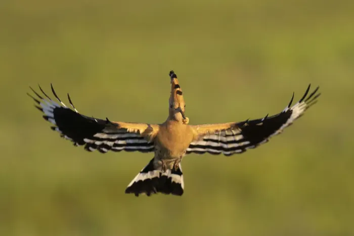 Framed Print : Eurasian hoopoe (Upupa epops) in flight with a grub in its beak, Pusztaszer reserve, Hungary. May Framed Print : Eurasian hoopoe (Upupa epops) in flight with a grub in its beak, Pusztaszer reserve, Hungary. May