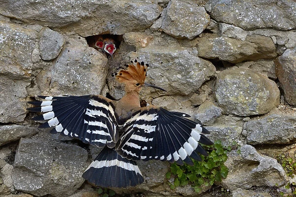 Eurasian hoopoe (Upupa epops) at nest in stone wall with hungry chicks gaping, Vendee