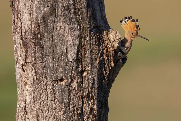 Framed Print : Eurasian hoopoe (Upupa epops) peering out from nest hole in tree trunk, Pusztaszer, Kiskunsagi National Park, Hungary. May Framed Print : Eurasian hoopoe (Upupa epops) peering out from nest hole in tree trunk, Pusztaszer, Kiskunsagi National Park, Hungary. May