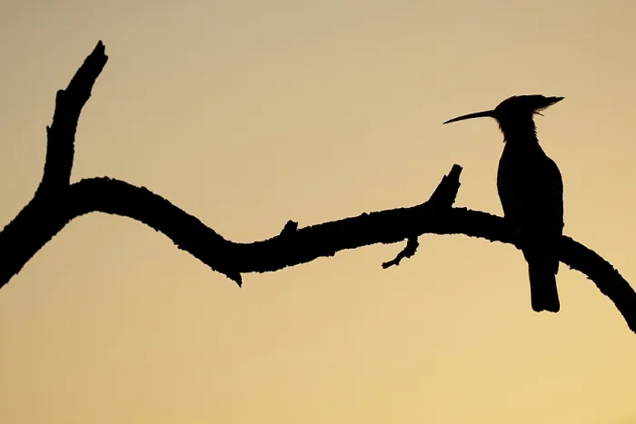 Framed Print : Eurasian hoopoe (Upupa epops) perched on branch, silhouetted at dusk, Pusztaszer, Kiskunsagi National Park, Hungary. May
