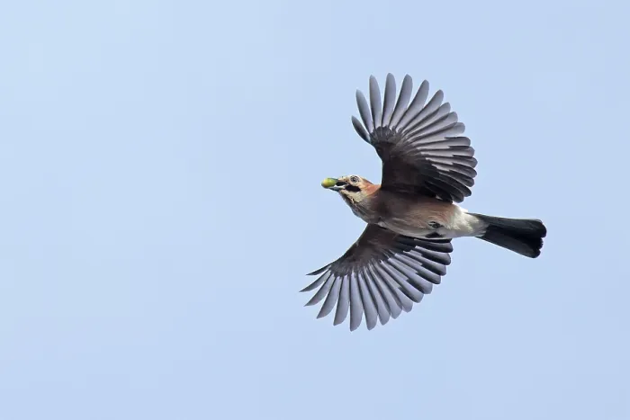 Framed Print : Eurasian jay (Garrulus glandarius) in flight, carrying acorn in its beak, Norfolk, England, UK. October Framed Print : Eurasian jay (Garrulus glandarius) in flight, carrying acorn in its beak, Norfolk, England, UK. October