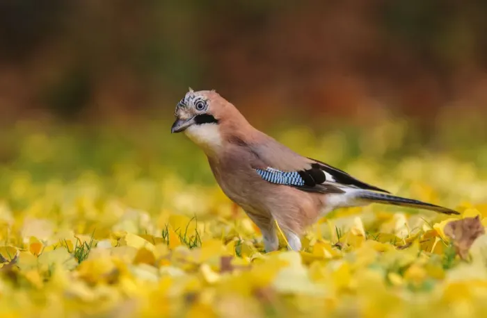 Framed Print : Eurasian jay (Garrulus glandarius) foraging in autumn leaves. London, England, UK Framed Print : Eurasian jay (Garrulus glandarius) foraging in autumn leaves. London, England, UK