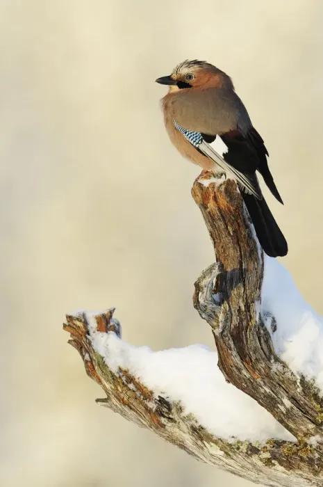 Framed Print : Eurasian jay (Garrulus glandarius) perched on branch in snow, Flatanger, Norway Framed Print : Eurasian jay (Garrulus glandarius) perched on branch in snow, Flatanger, Norway