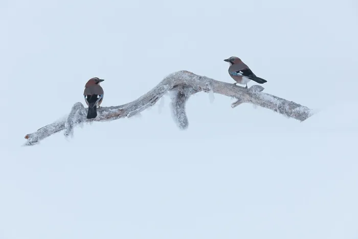 Framed Print : Two Eurasian jays (Garrulus glandarius) perched on icy branch, Oulanka National Park, Finland. January Framed Print : Two Eurasian jays (Garrulus glandarius) perched on icy branch, Oulanka National Park, Finland. January