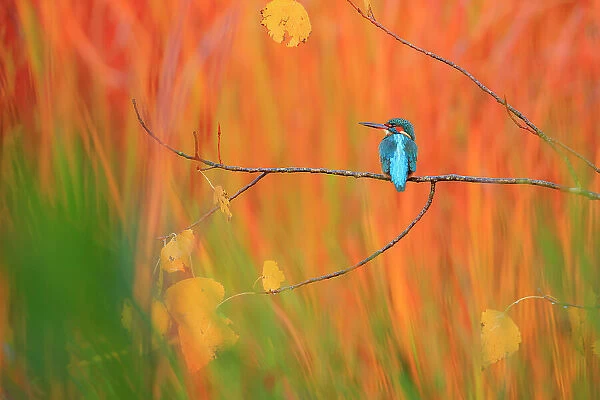 Eurasian kingfisher (Alcedo atthis) perched on branch in autumn, Sierra de Grazalema Natural Park, Andalusia, southern Spain. November. Nature's Best Photography International Awards 2023 - Highly Honoured - Birds category