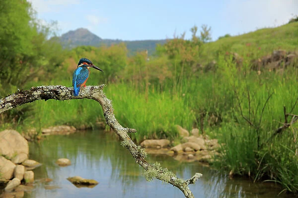 Eurasian kingfisher (Alcedo atthis) perched on branch over pond, Sierra de Grazalema Natural Park, Andalusia, southern Spain. May