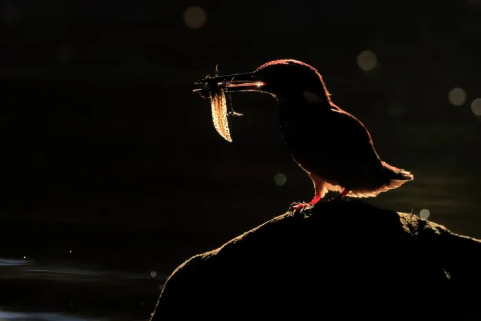 Framed Print : Eurasian kingfisher (Alcedo atthis) male, perched on branch over pond with tadpole prey in beak, backlit at dawn, Sierra de Grazalema Natural Park, Cadiz, Spain. October