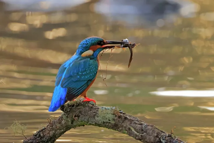 Framed Print : Eurasian kingfisher (Alcedo atthis) male, perched on branch over pond with tadpole prey in beak, Sierra de Grazalema Natural Park, Cadiz, Spain. October Framed Print : Eurasian kingfisher (Alcedo atthis) male, perched on branch over pond with tadpole prey in beak, Sierra de Grazalema Natural Park, Cadiz, Spain. October