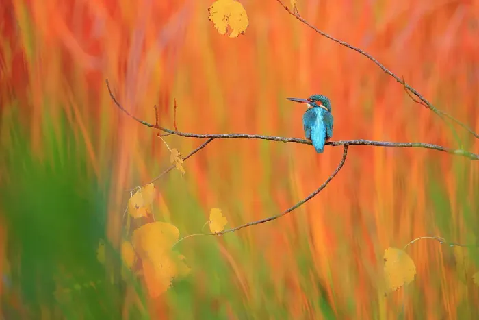 Framed Print : Eurasian kingfisher (Alcedo atthis) perched on branch in autumn, Sierra de Grazalema Natural Park, Andalusia, southern Spain. November. Nature's Best Photography International Awards 2023 - Highly Honoured - Birds category Framed Print : Eurasian kingfisher (Alcedo atthis) perched on branch in autumn, Sierra de Grazalema Natural Park, Andalusia, southern Spain. November. Nature's Best Photography International Awards 2023 - Highly Honoured - Birds category