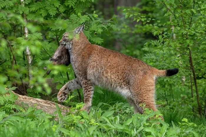 Framed Print : Eurasian lynx (Lynx lynx) carrying Muskrat (Ondatra zibethicus) prey in mouth in forest, Germany. April. Captive Framed Print : Eurasian lynx (Lynx lynx) carrying Muskrat (Ondatra zibethicus) prey in mouth in forest, Germany. April. Captive