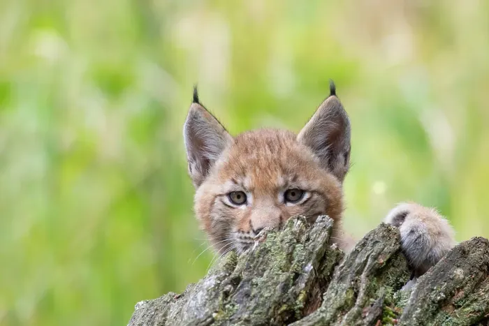 Framed Print : Eurasian lynx (Lynx lynx) kitten, aged six weeks, hiding behind tree stump. Breeding and reintroduction program, Germany. Captive. July Framed Print : Eurasian lynx (Lynx lynx) kitten, aged six weeks, hiding behind tree stump. Breeding and reintroduction program, Germany. Captive. July