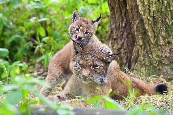 Eurasian lynx (Lynx lynx) kitten, age six weeks, showing affection towards its mother. Breeding and reintroduction program, Germany. Captive. July