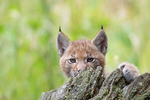 Eurasian lynx (Lynx lynx) kitten, aged six weeks, hiding behind tree stump. Breeding and reintroduction program, Germany. Captive. July