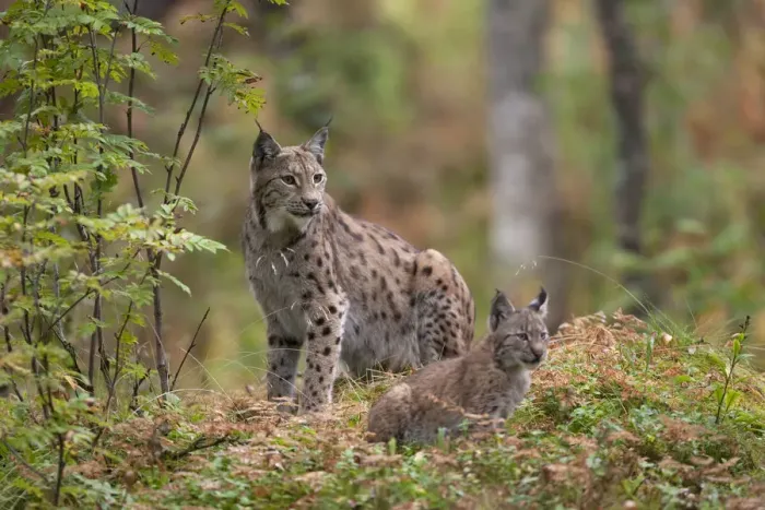 Framed Print : Eurasian lynx (Lynx lynx) with kitten in autumnal boreal forest, captive. Norway. September Framed Print : Eurasian lynx (Lynx lynx) with kitten in autumnal boreal forest, captive. Norway. September
