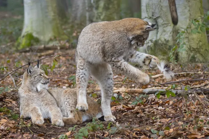 Framed Print : Two Eurasian lynx (Lynx lynx) kittens, aged eight months, one lying down Framed Print : Two Eurasian lynx (Lynx lynx) kittens, aged eight months, one lying down