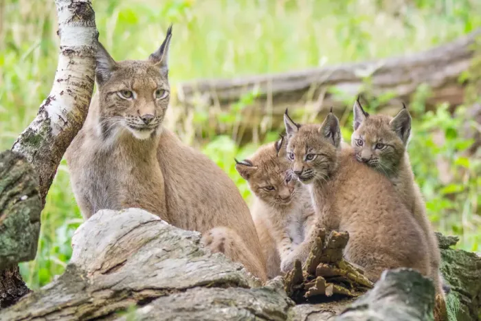 Framed Print : Three Eurasian lynx (Lynx lynx) kittens, aged six weeks, with their mother Framed Print : Three Eurasian lynx (Lynx lynx) kittens, aged six weeks, with their mother