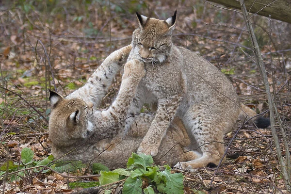 Two Eurasian lynx (Lynx lynx) kittens, aged eight months, play fighting