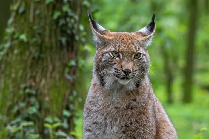 Framed Print : Eurasian lynx (Lynx lynx) portrait in forest, Germany. April. Captive Framed Print : Eurasian lynx (Lynx lynx) portrait in forest, Germany. April. Captive