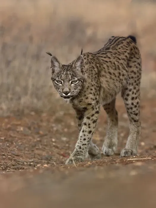 Framed Print : Eurasian lynx (Lynx lynx) walking, Castilla La Mancha, Spain. August Framed Print : Eurasian lynx (Lynx lynx) walking, Castilla La Mancha, Spain. August