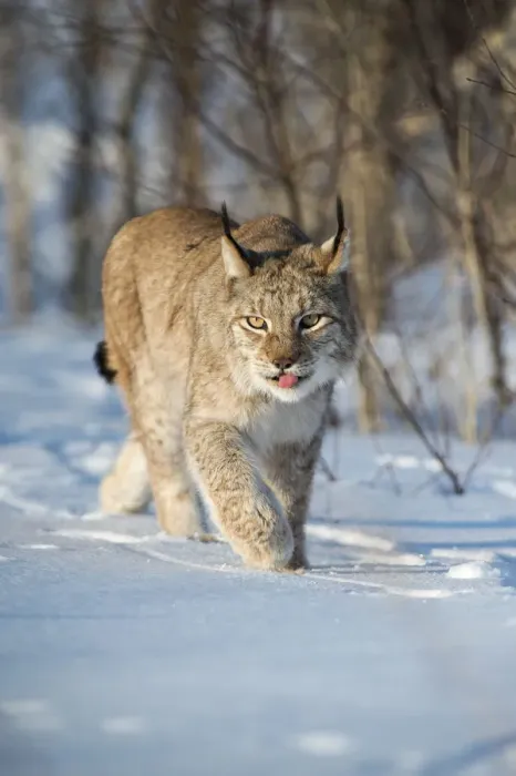 Framed Print : Eurasian lynx (Lynx lynx) walking in snow, Yaroslavl, Central Federal District, Russia Framed Print : Eurasian lynx (Lynx lynx) walking in snow, Yaroslavl, Central Federal District, Russia