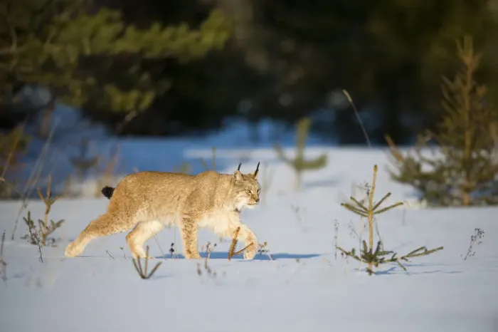 Framed Print : Eurasian lynx (Lynx lynx) walking in snow, Yaroslavl, Central Federal District, Russia Framed Print : Eurasian lynx (Lynx lynx) walking in snow, Yaroslavl, Central Federal District, Russia