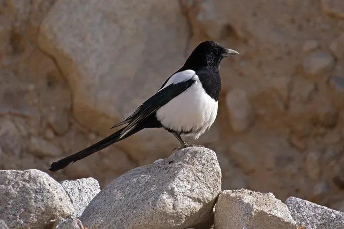 Framed Print : Eurasian magpie (Pica pica) perched on a rock, Ulley, Ladakh, India Framed Print : Eurasian magpie (Pica pica) perched on a rock, Ulley, Ladakh, India