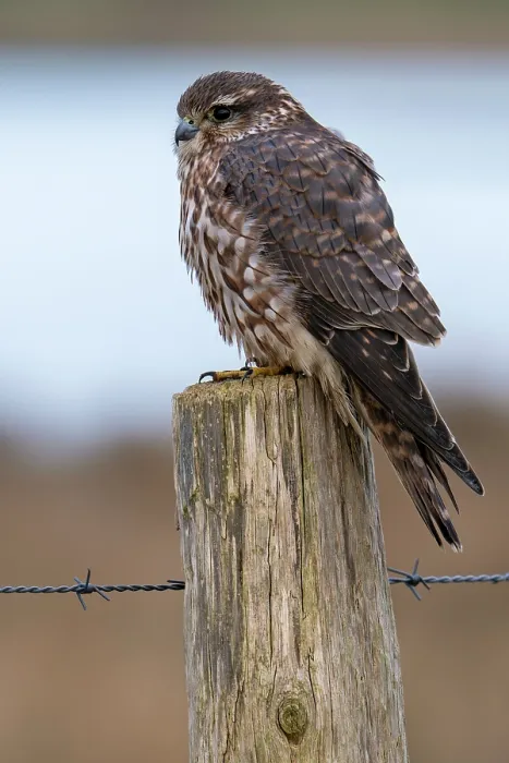 Framed Print : Eurasian merlin (Falco columbarius aesalon) female perched on wooden fence post in late winter, Zeeland, Netherlands. February Framed Print : Eurasian merlin (Falco columbarius aesalon) female perched on wooden fence post in late winter, Zeeland, Netherlands. February