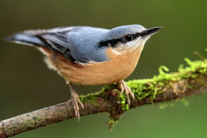 Framed Print : Eurasian nuthatch (Sitta europaea) perched on branch, Lucerne, Switzerland. October Framed Print : Eurasian nuthatch (Sitta europaea) perched on branch, Lucerne, Switzerland. October