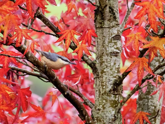 Framed Print : Eurasian nuthatch (Sitta europaea) perched in Sweetgum (Liquidambar styraciflua) tree, Ambleside, Lake District, Cumbria, UK. October Framed Print : Eurasian nuthatch (Sitta europaea) perched in Sweetgum (Liquidambar styraciflua) tree, Ambleside, Lake District, Cumbria, UK. October