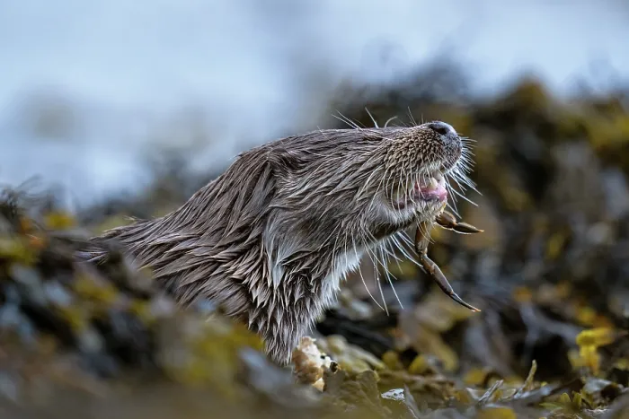 Framed Print : Eurasian otter (Lutra lutra) feeding on crab prey among kelp, Hillswick, Shetland Islands, Scotland, UK. June Framed Print : Eurasian otter (Lutra lutra) feeding on crab prey among kelp, Hillswick, Shetland Islands, Scotland, UK. June