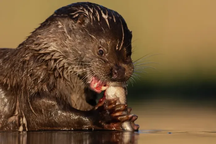 Framed Print : Eurasian otter (Lutra lutra) feeding on a fish, Pusztaszer Reserve, Hungary. May