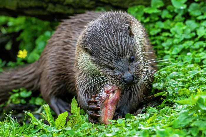 Framed Print : Eurasian otter (Lutra lutra) feeding on freshwater fish caught from lake, Germany. April. Captive Framed Print : Eurasian otter (Lutra lutra) feeding on freshwater fish caught from lake, Germany. April. Captive