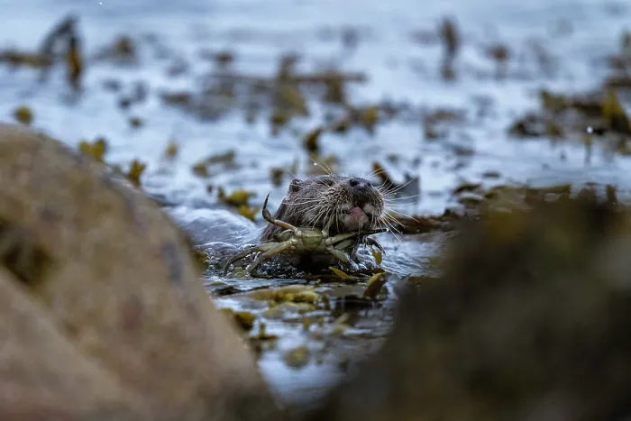Framed Print : Eurasian otter (Lutra lutra) fishing for crab prey, Hillswick, Shetland Islands, Scotland, UK. June Framed Print : Eurasian otter (Lutra lutra) fishing for crab prey, Hillswick, Shetland Islands, Scotland, UK. June