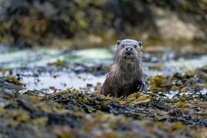 Framed Print : Eurasian otter (Lutra lutra) foraging for food among kelp, Hillswick, Shetland Islands, Scotland, UK. June Framed Print : Eurasian otter (Lutra lutra) foraging for food among kelp, Hillswick, Shetland Islands, Scotland, UK. June