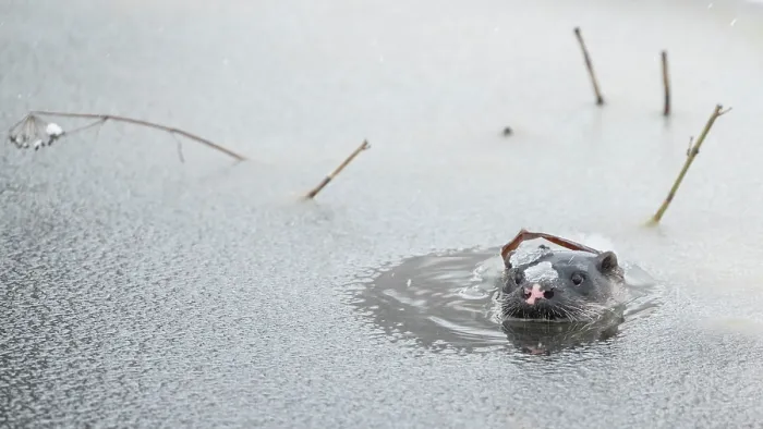 Framed Print : Eurasian otter (Lutra lutra) peeping through the ice slush on water surface, Finland. February Framed Print : Eurasian otter (Lutra lutra) peeping through the ice slush on water surface, Finland. February