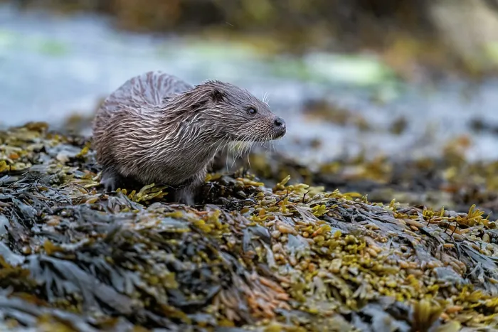 Framed Print : Eurasian otter (Lutra lutra) resting on kelp covered rocks, Hillswick, Shetland Islands, Scotland, UK. June Framed Print : Eurasian otter (Lutra lutra) resting on kelp covered rocks, Hillswick, Shetland Islands, Scotland, UK. June