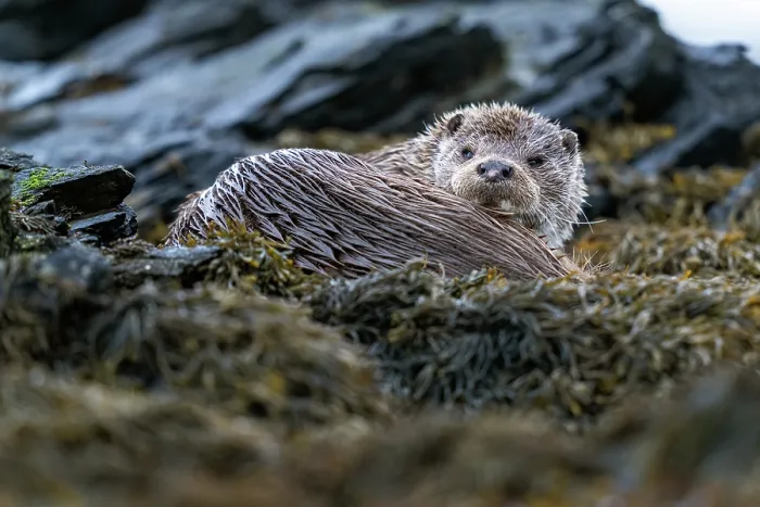 Framed Print : Eurasian otter (Lutra lutra) resting on kelp covered rocks, Hillswick, Shetland Islands, Scotland, UK. June Framed Print : Eurasian otter (Lutra lutra) resting on kelp covered rocks, Hillswick, Shetland Islands, Scotland, UK. June
