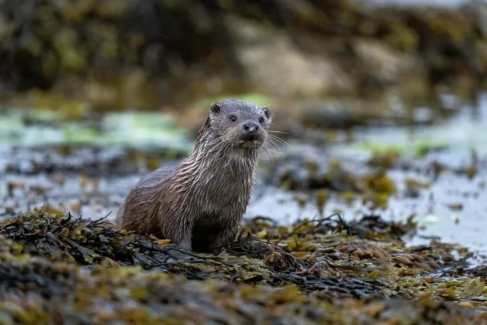 Framed Print : Eurasian otter (Lutra lutra) resting on kelp covered rocks, Hillswick, Shetland Islands, Scotland, UK. June Framed Print : Eurasian otter (Lutra lutra) resting on kelp covered rocks, Hillswick, Shetland Islands, Scotland, UK. June