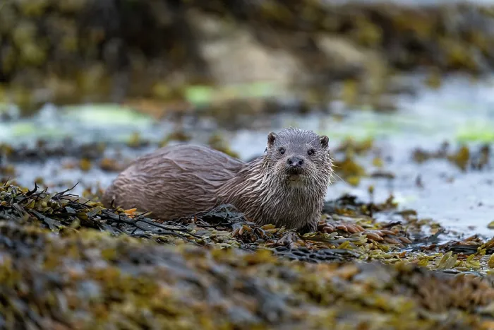 Framed Print : Eurasian otter (Lutra lutra) resting on kelp covered rocks, Hillswick, Shetland Islands, Scotland, UK. June Framed Print : Eurasian otter (Lutra lutra) resting on kelp covered rocks, Hillswick, Shetland Islands, Scotland, UK. June
