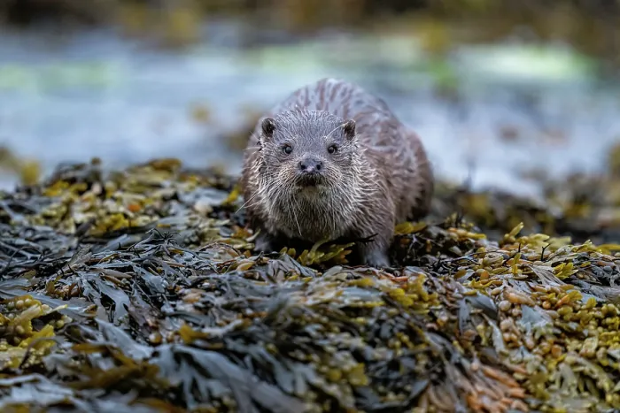 Framed Print : Eurasian otter (Lutra lutra) resting on kelp covered rocks, Hillswick, Shetland Islands, Scotland, UK. June Framed Print : Eurasian otter (Lutra lutra) resting on kelp covered rocks, Hillswick, Shetland Islands, Scotland, UK. June