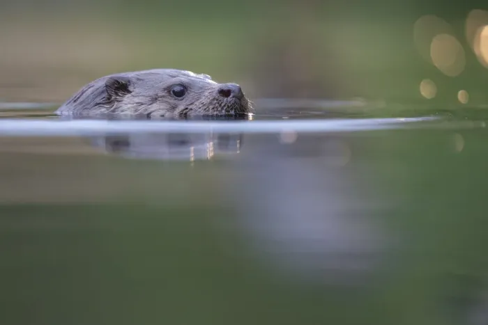 Framed Print : Eurasian otter (Lutra lutra) swimming, Pusztaszer reserve, Hungary. May Framed Print : Eurasian otter (Lutra lutra) swimming, Pusztaszer reserve, Hungary. May