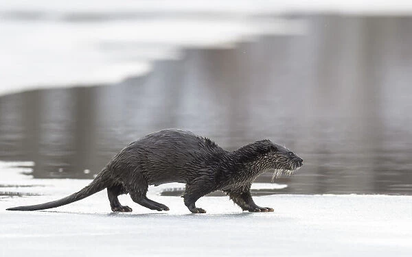 Otter (Lutra lutra) looking out its breathing hole in a frozen lake Stock  Photo - Alamy