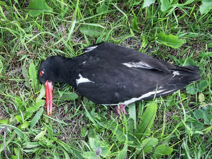Framed Print : Eurasian oystercatcher (Haematopus ostralegus) dying at roadside after being struck by a vehicle, Orkney Islands, Scotland, UK. June Framed Print : Eurasian oystercatcher (Haematopus ostralegus) dying at roadside after being struck by a vehicle, Orkney Islands, Scotland, UK. June