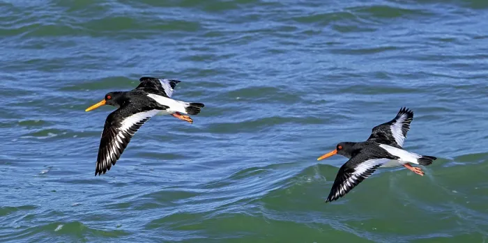 Framed Print : Two Eurasian oystercatcher (Haematopus ostralegus) flying along the North Sea coast in winter, Zeeland, Netherlands. February Framed Print : Two Eurasian oystercatcher (Haematopus ostralegus) flying along the North Sea coast in winter, Zeeland, Netherlands. February