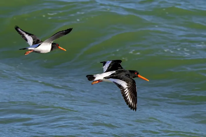 Framed Print : Two Eurasian oystercatcher (Haematopus ostralegus) flying along the North Sea coast in winter, Zeeland, Netherlands. February Framed Print : Two Eurasian oystercatcher (Haematopus ostralegus) flying along the North Sea coast in winter, Zeeland, Netherlands. February