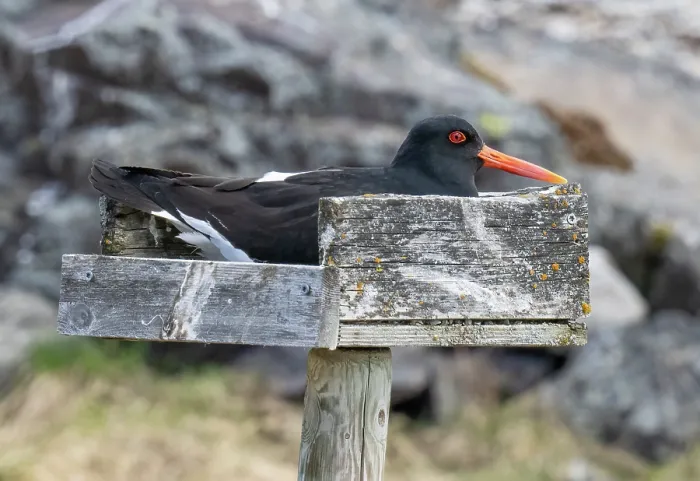 Framed Print : Eurasian oystercatcher (Haematopus ostralegus) incubating eggs in a man-made nesting tray, Porsanger Fjord, Finnmark, Norway. May Framed Print : Eurasian oystercatcher (Haematopus ostralegus) incubating eggs in a man-made nesting tray, Porsanger Fjord, Finnmark, Norway. May