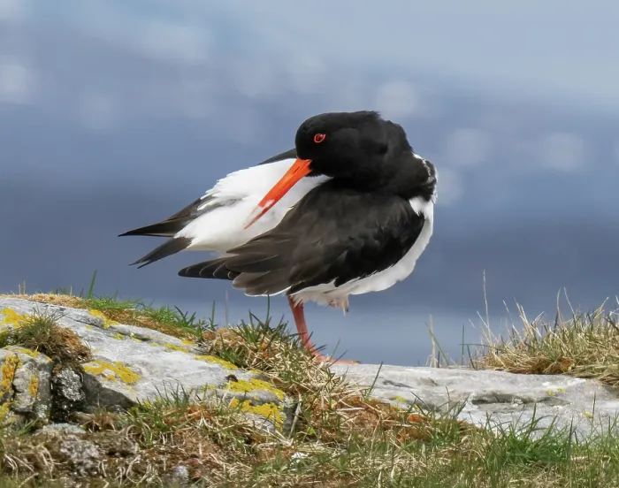 Framed Print : Eurasian oystercatcher (Haematopus ostralegus) preening on a grassy knoll, Sandvik, Porsanger Fjord, Finnmark, Norway. May Framed Print : Eurasian oystercatcher (Haematopus ostralegus) preening on a grassy knoll, Sandvik, Porsanger Fjord, Finnmark, Norway. May
